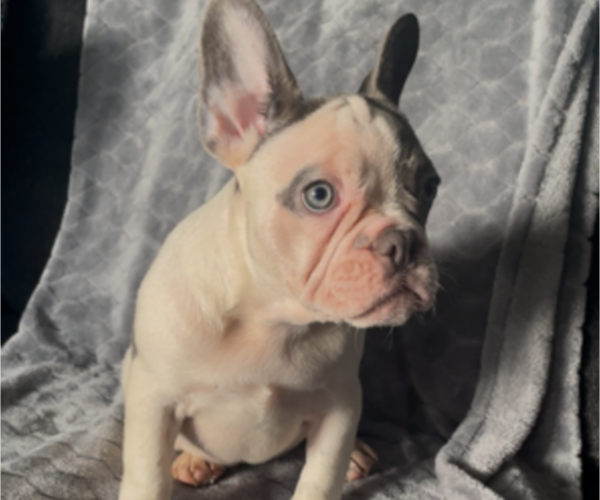 Medium Photo #7 French Bulldog Puppy For Sale in ANTIOCH, CA, USA