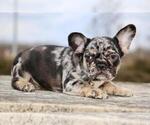 Small French Bulldog