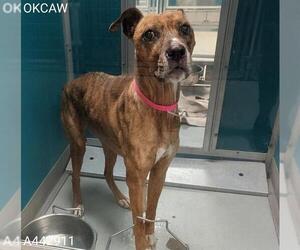 Mutt Dogs for adoption in Oklahoma City, OK, USA
