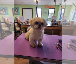 Father of the Shih Tzu puppies born on 12/24/2025