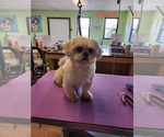 Small Photo #1 Shih Tzu Puppy For Sale in RICE, VA, USA