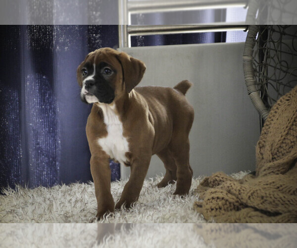 Medium Photo #3 Boxer Puppy For Sale in SHIPSHEWANA, IN, USA