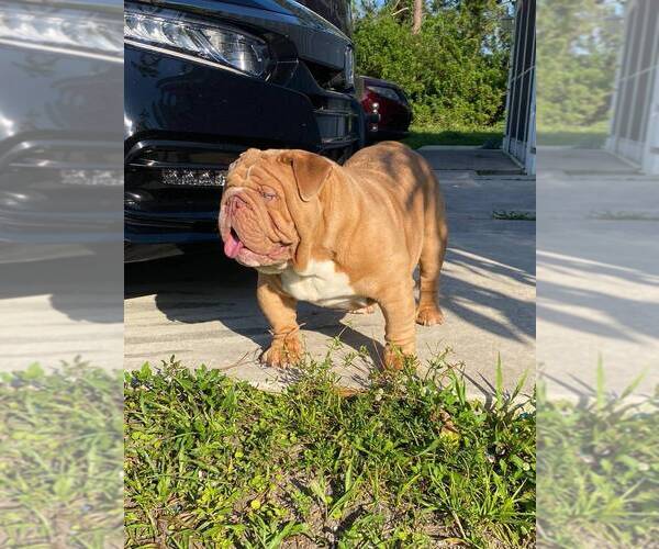 Medium Photo #6 Bulldog Puppy For Sale in LEHIGH ACRES, FL, USA