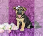 Small Photo #2 German Shepherd Dog Puppy For Sale in QUARRYVILLE, PA, USA
