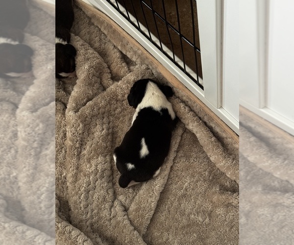 Medium Photo #1 Beagle Puppy For Sale in CHANDLER, AZ, USA