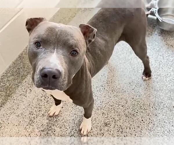 Medium Photo #2 American Pit Bull Terrier Puppy For Sale in Houston, TX, USA