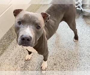 A661437 - Male American Pit Bull Terrier Dog for Adoption - Photo #2