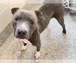 Small Photo #2 American Pit Bull Terrier Puppy For Sale in Houston, TX, USA