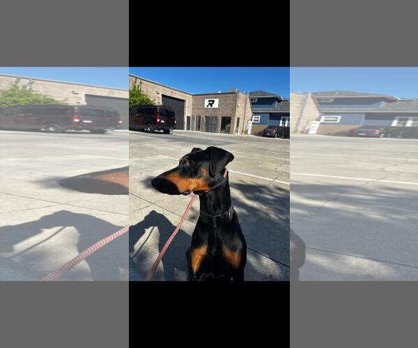 Medium Photo #5 Doberman Pinscher Puppy For Sale in Hayward, CA, USA