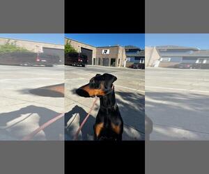 Deebo - Male Doberman Pinscher Dog for Adoption - Photo #5