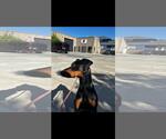 Small #4 Doberman Pinscher