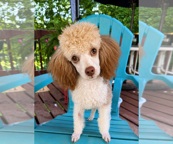 Medium Photo #1 Poodle (Miniature) Puppy For Sale in Pacolet, SC, USA