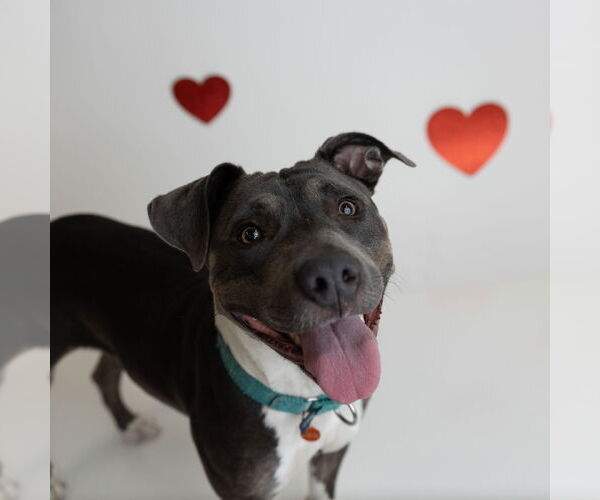 Medium Photo #12 Mutt Puppy For Sale in Fargo, ND, USA