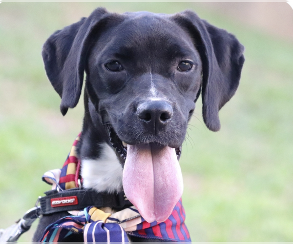 Medium Photo #1 Mutt Puppy For Sale in San Ramon, CA, USA