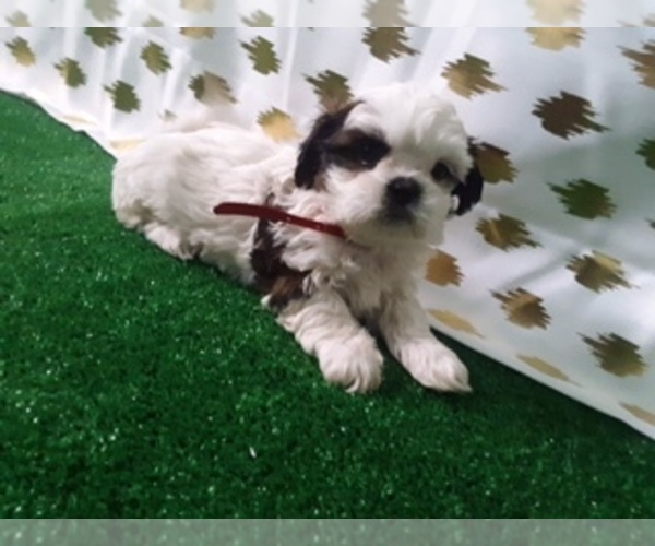 Medium Photo #1 Shih Tzu Puppy For Sale in SCOTTVILLE, MI, USA