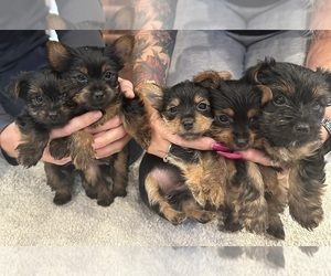 Yorkshire Terrier Puppy for sale in SOMERSET, KY, USA