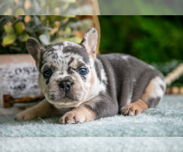 Medium Photo #2 French Bulldog Puppy For Sale in NAPPANEE, IN, USA
