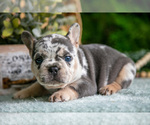 Small #1 French Bulldog