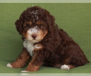 Aussiedoodle Miniature Puppy for sale in FREDERICKSBURG, OH, USA