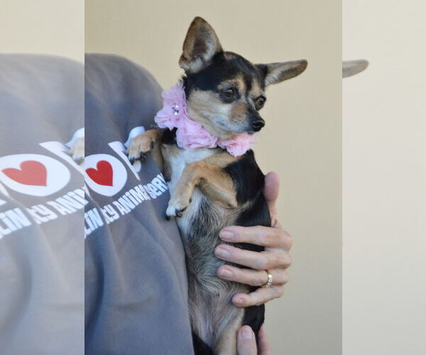 Medium Photo #1 Chihuahua-Unknown Mix Puppy For Sale in McKinney, TX, USA