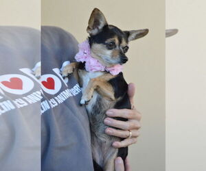 Chihuahua-Unknown Mix Dogs for adoption in McKinney, TX, USA