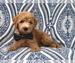 Small Photo #7 Goldendoodle-Poodle (Standard) Mix Puppy For Sale in LAKELAND, FL, USA