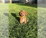 Small Photo #17 Cavapoo Puppy For Sale in BOWLING GREEN, KY, USA