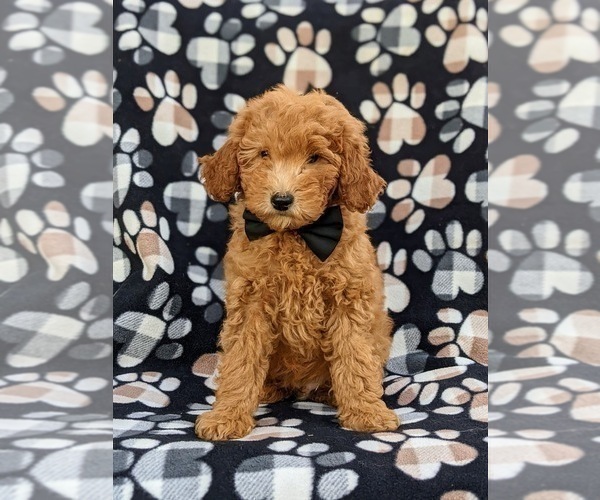 Medium Photo #3 Goldendoodle (Miniature) Puppy For Sale in AIRVILLE, PA, USA