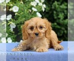 Small #4 Cavapoo
