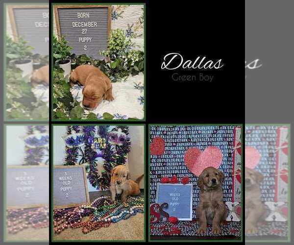 Medium Photo #5 Golden Retriever Puppy For Sale in WIGGINS, MS, USA