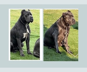 Father of the Cane Corso puppies born on 08/16/2026