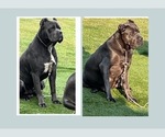 Small Photo #1 Cane Corso Puppy For Sale in JOLIET, IL, USA
