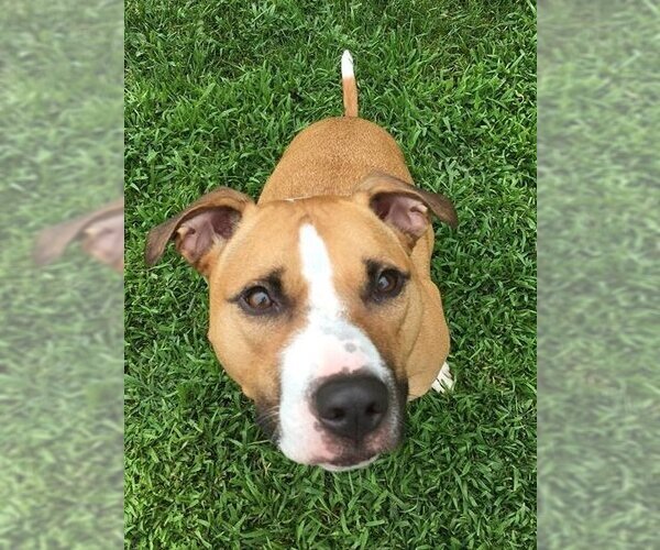 Medium Photo #6 American Pit Bull Terrier-American Staffordshire Terrier Mix Puppy For Sale in Shell Lake , WI, USA