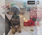 Small Photo #8 Doberman Pinscher Puppy For Sale in POMEROY, OH, USA