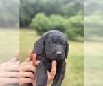 Small Photo #5 Labradoodle-Labrador Retriever Mix Puppy For Sale in CANTON, SD, USA