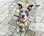 Small #2 American Pit Bull Terrier Mix