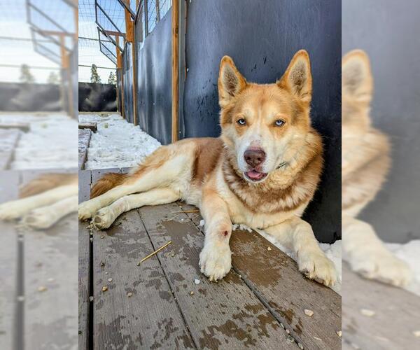 Medium Photo #1 Siberian Husky Puppy For Sale in Frisco, CO, USA