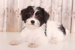 Schnoodle (Miniature) Puppy for sale in MOUNT VERNON, OH, USA