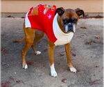 Small #2 Boxer