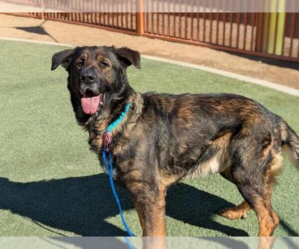 Medium Photo #2 German Shepherd Dog-Unknown Mix Puppy For Sale in Las Vegas, NV, USA