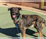 Small #1 German Shepherd Dog Mix