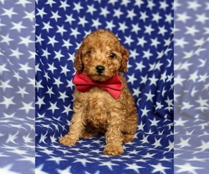 Poodle (Toy) Puppy for sale in QUARRYVILLE, PA, USA