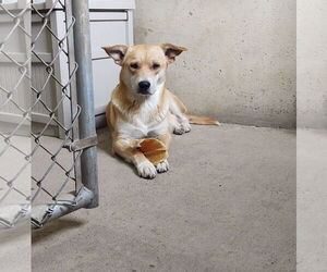 Leah - Female Mutt Dog for Adoption - Photo #3