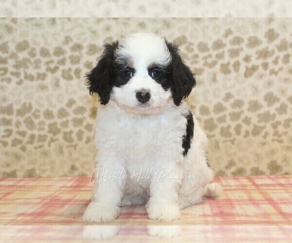 Medium Photo #3 Miniature Bernedoodle Puppy For Sale in DENVER, PA, USA