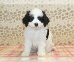 Small #2 Miniature Bernedoodle