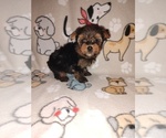 2 boys - Male Yorkshire Terrier Puppy for Sale - Small photo