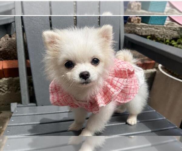Medium Photo #4 Maltipoo (Toy) Puppy For Sale in MANHATTAN BEACH, CA, USA