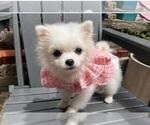 Small #3 Maltipoo (Toy)