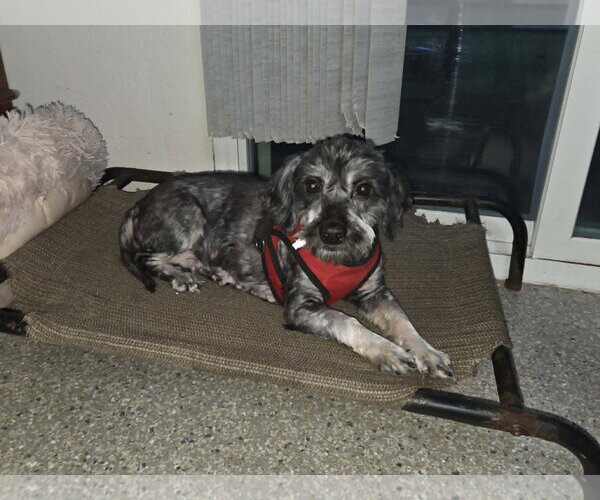 Medium Photo #3 Mutt Puppy For Sale in Spring, TX, USA