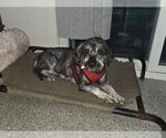 Small #2 Mutt